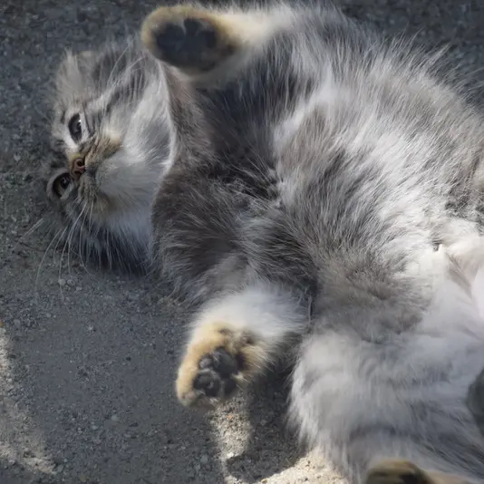 コシツェ動物園のアイセンの写真