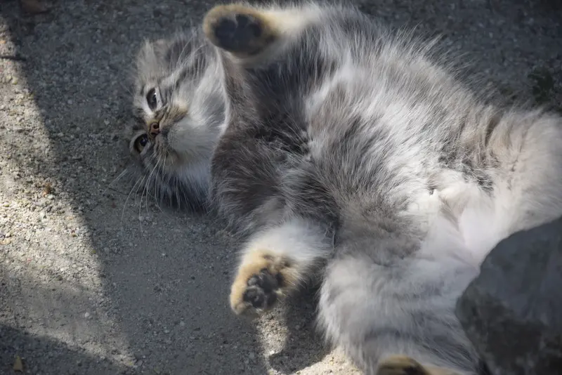 コシツェ動物園のアイセンの写真