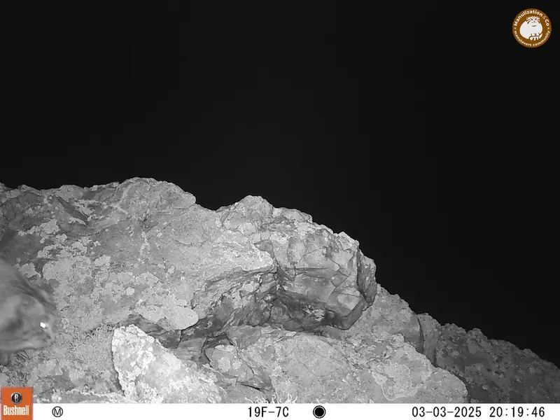 ベッショキー1カメラトラップで撮影したOtocolobus manul manulの写真