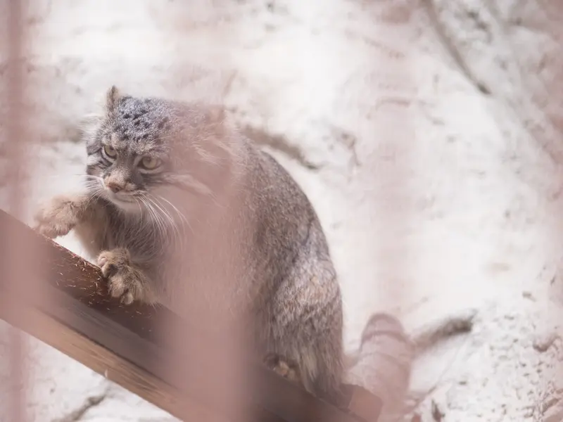 野毛山動物園のフィーガの写真