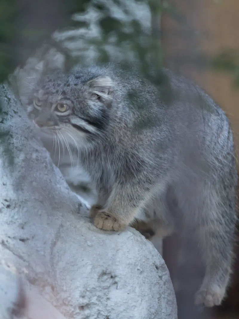 野毛山動物園のフィーガの写真