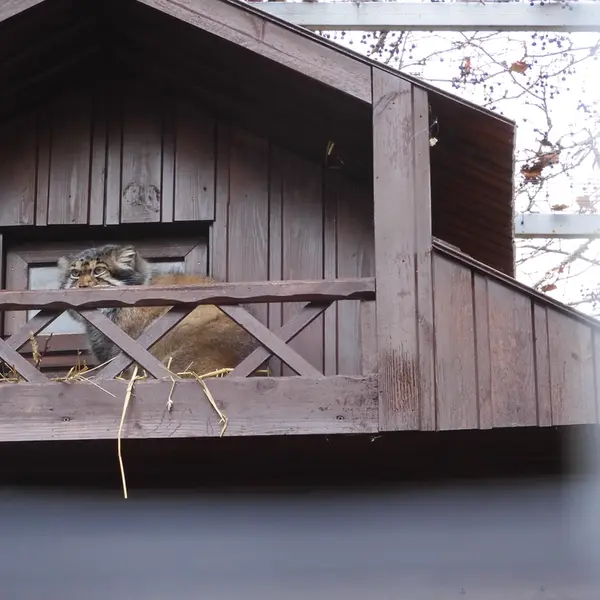 イジェフスク動物園（ウドムルト動物園）のアルタイの写真