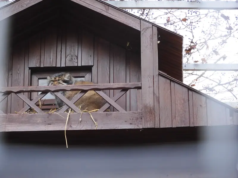 イジェフスク動物園（ウドムルト動物園）のアルタイの写真