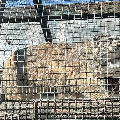 レニングラード動物園のペペの写真