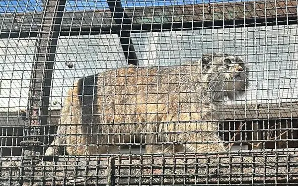 レニングラード動物園のペペの写真