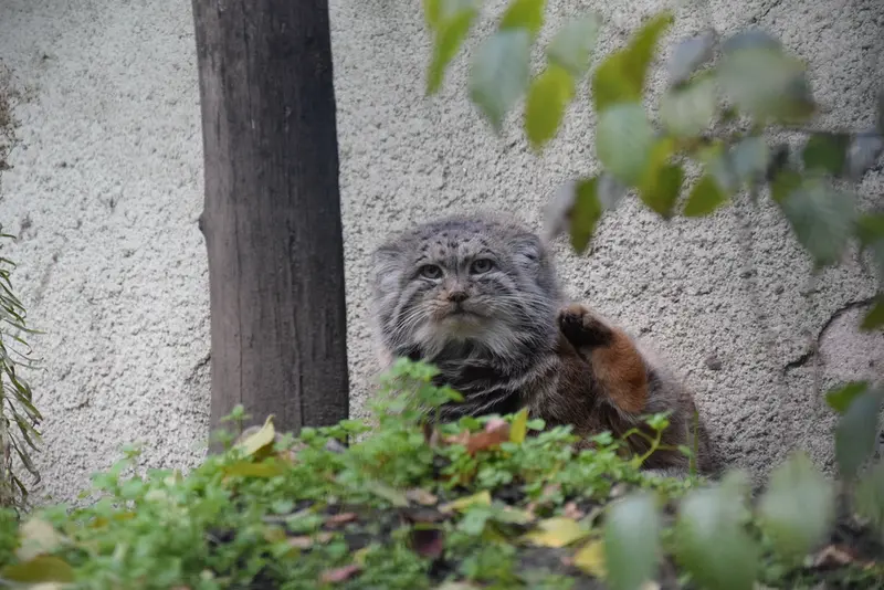 ブダペスト動物園・植物園のボフスの写真
