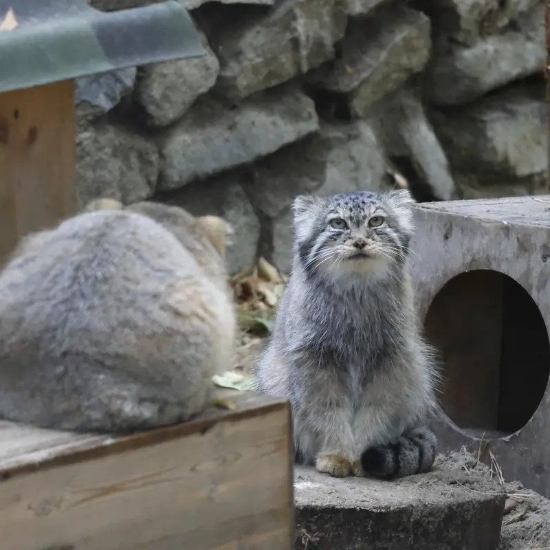 ノヴォシビルスク動物園のロロとロロの娘 b.2026 Ⅰの写真