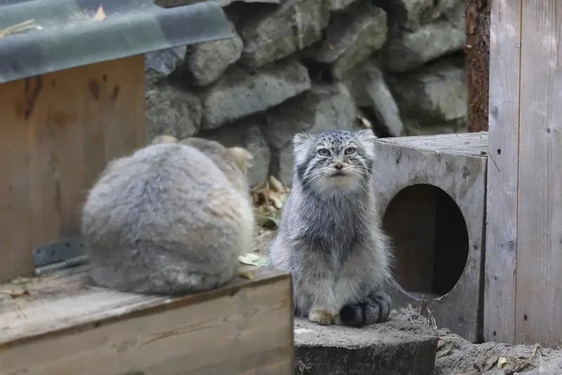 ノヴォシビルスク動物園のロロとロロの娘 b.2026 Ⅰの写真