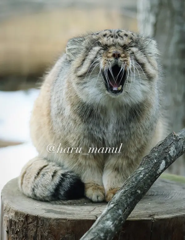 那須どうぶつ王国のボルの写真