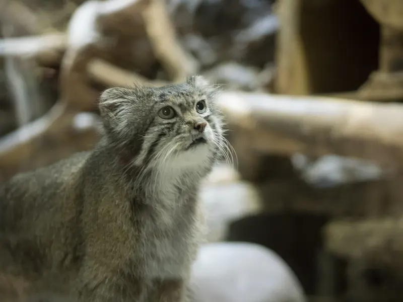恩賜上野動物園のクリョンの写真