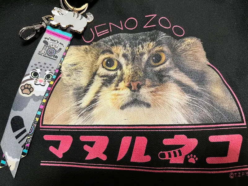 マヌルネコの写真