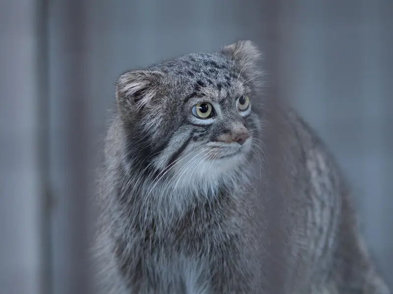 野毛山動物園のフィーガの写真