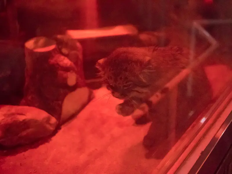 恩賜上野動物園のナイマの写真
