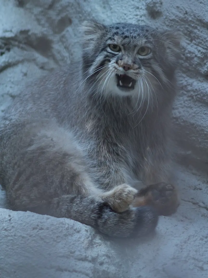 野毛山動物園のフィーガの写真