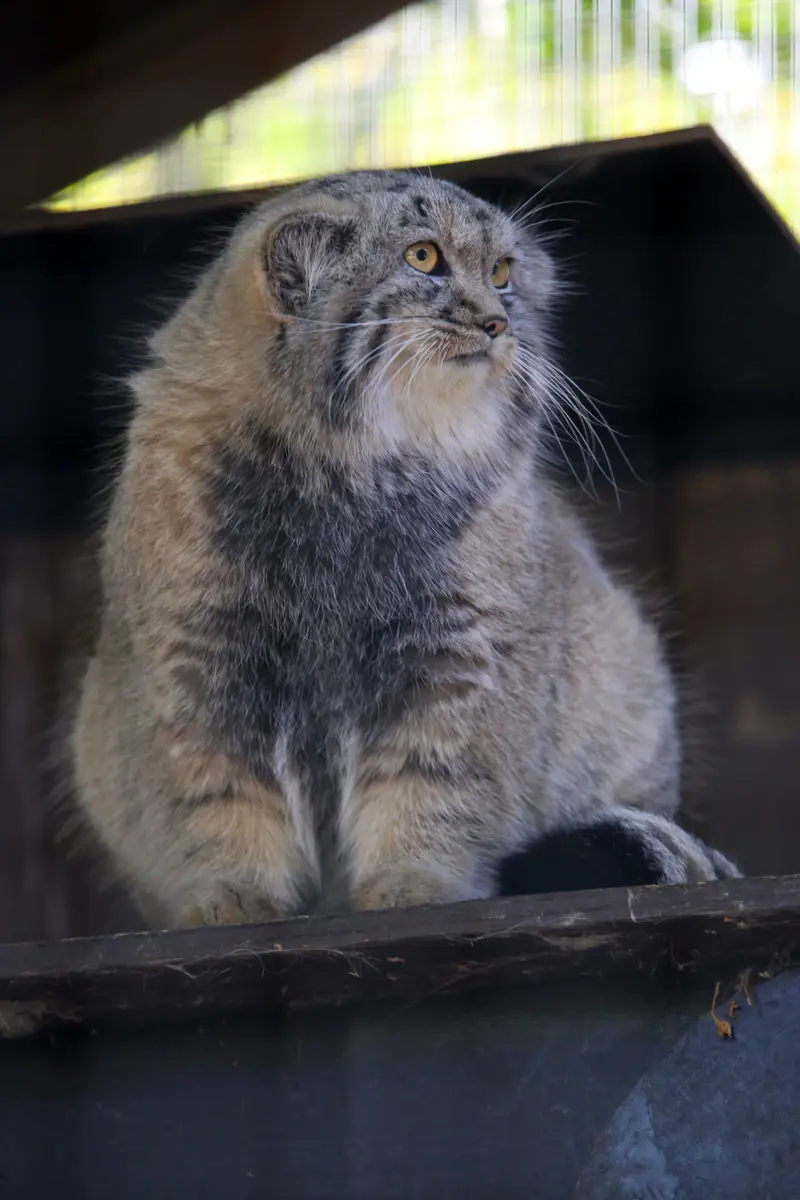 コシツェ動物園のアラニの子（2026年生まれ）Ⅱの写真