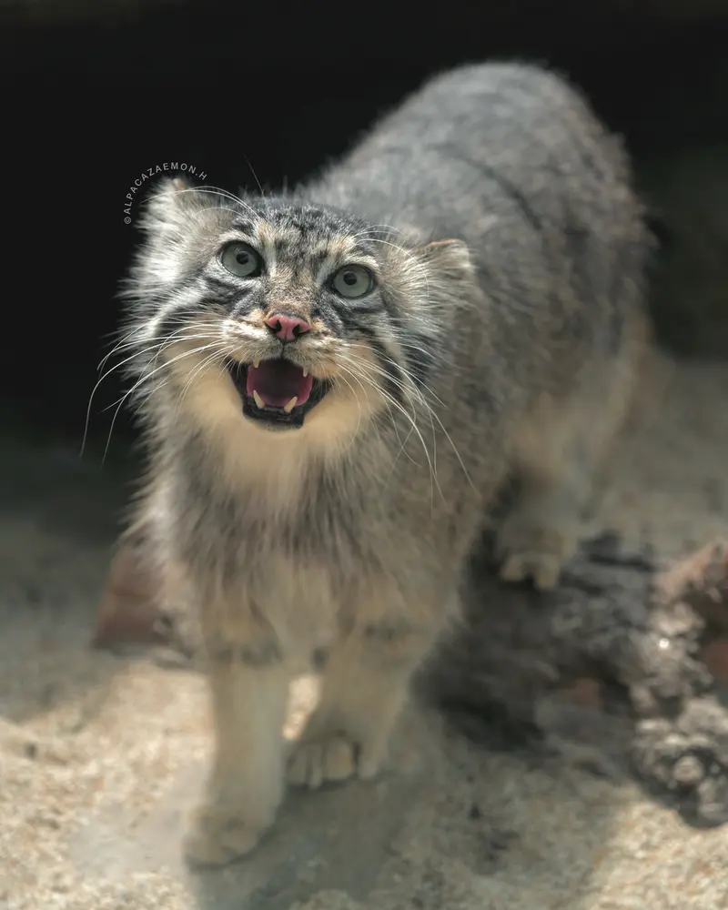 神戸どうぶつ王国のアズの写真