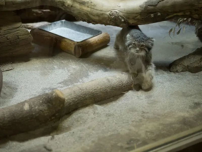 恩賜上野動物園のクリョンの写真