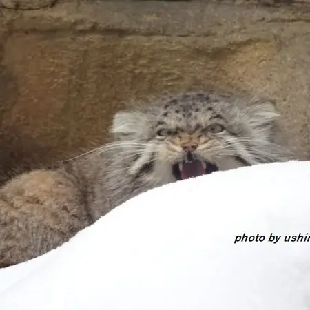 那須どうぶつ王国のポリーの写真