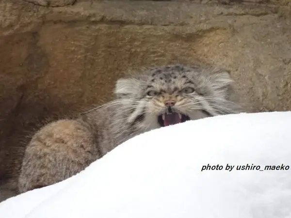 那須どうぶつ王国のポリーの写真