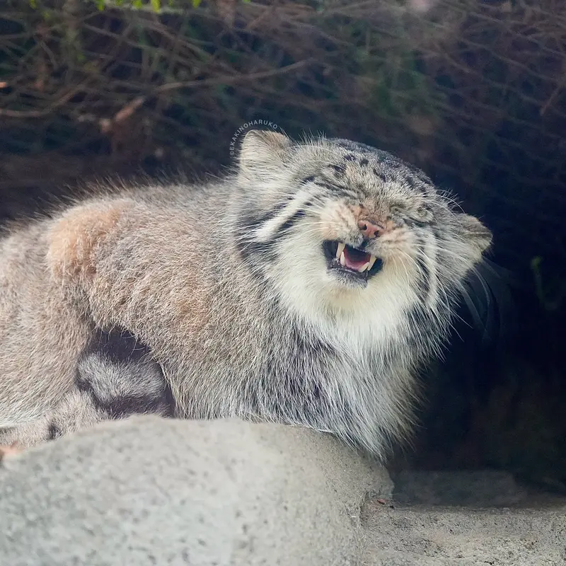 神戸どうぶつ王国のアズの写真