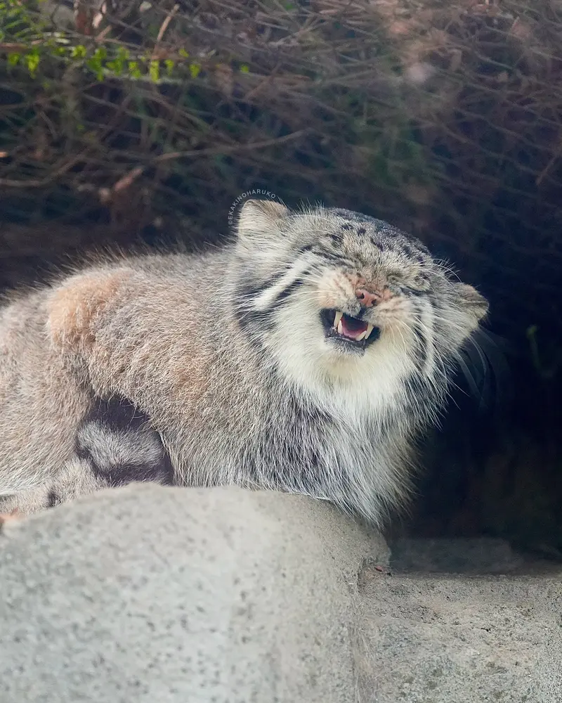 神戸どうぶつ王国のアズの写真
