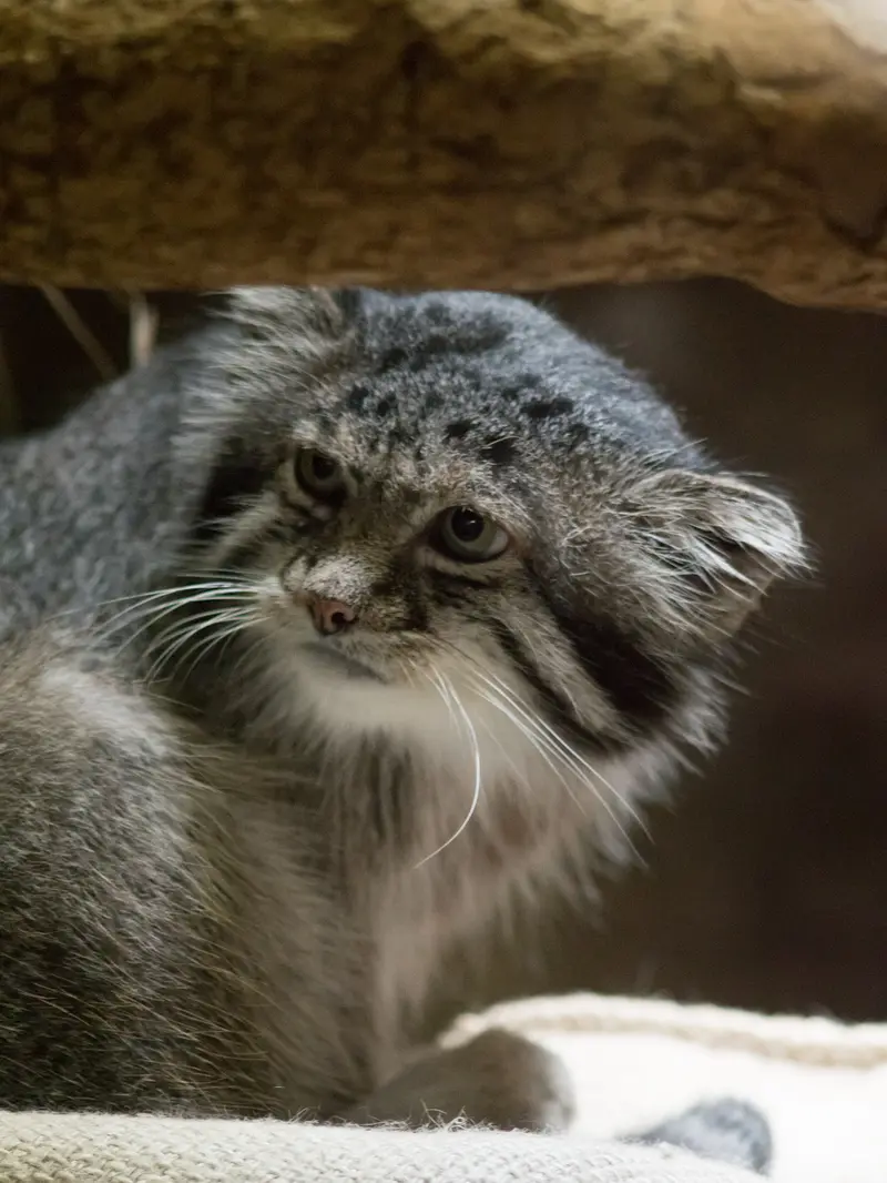 恩賜上野動物園のクリョンの写真