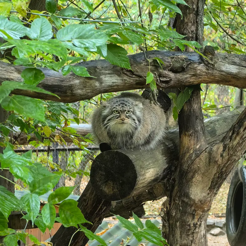 ノヴォシビルスク動物園のゾーシャの写真