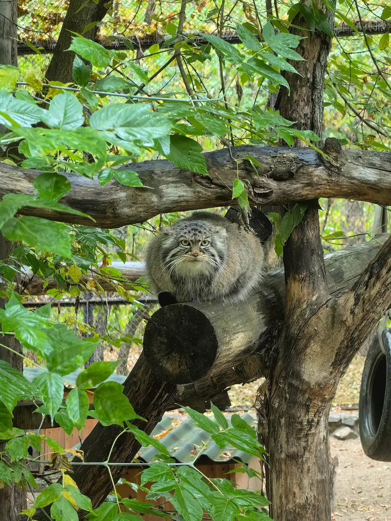ノヴォシビルスク動物園のゾーシャの写真