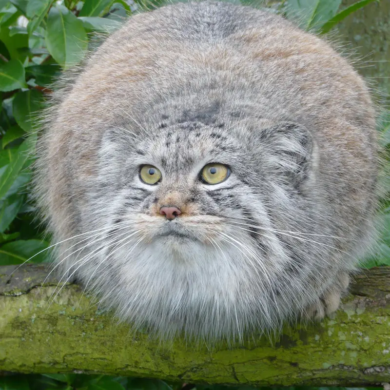 ビッグ・キャット・サンクチュアリのウェイ・シャンの写真