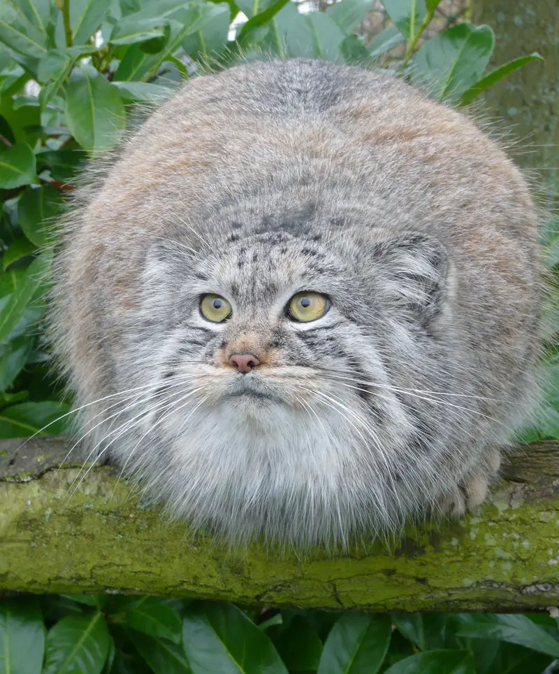 ビッグ・キャット・サンクチュアリのウェイ・シャンの写真