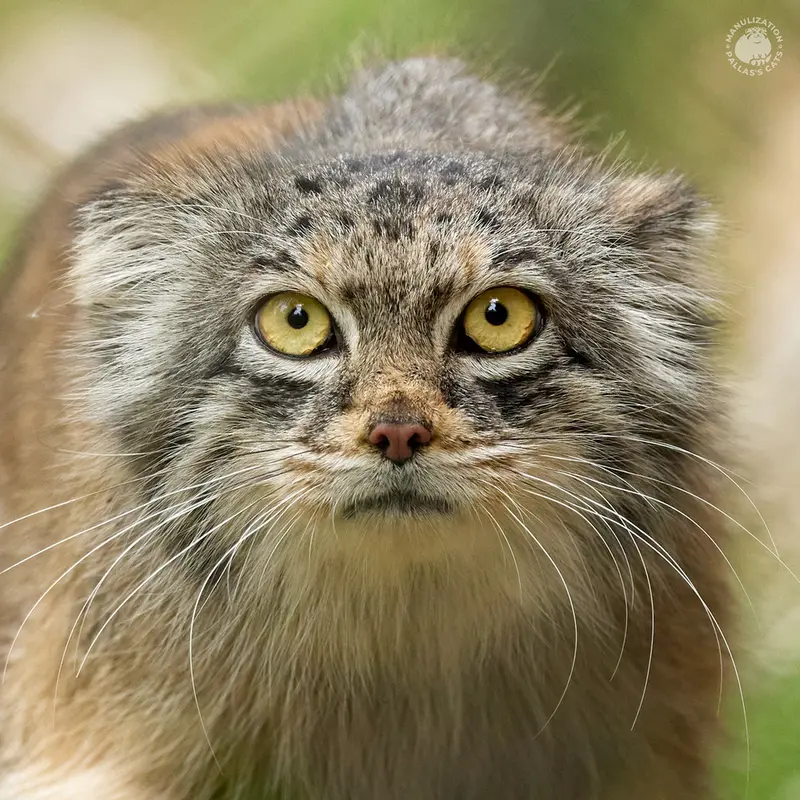 ヘラブルン動物園のマヌルネコのプルシ