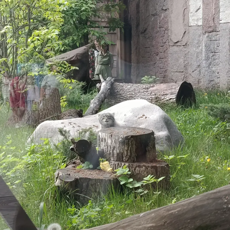 モスクワ動物園のティモフェイの写真