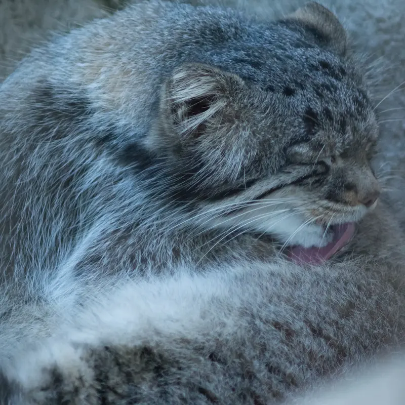 野毛山動物園のフィーガの写真