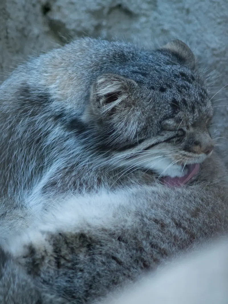 野毛山動物園のフィーガの写真