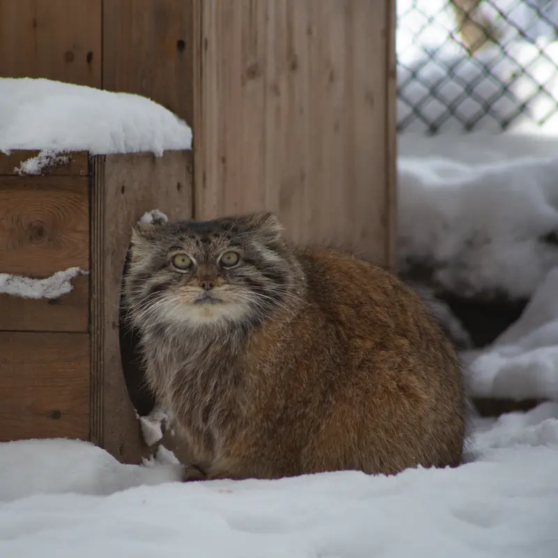 ノヴォシビルスク動物園のラストチカの写真