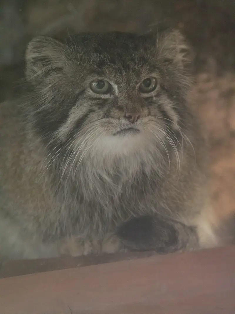 恩賜上野動物園のクリョンの写真