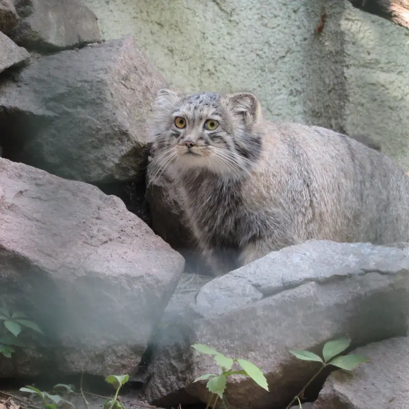 ブダペスト動物園・植物園のボリス Ⅱの写真
