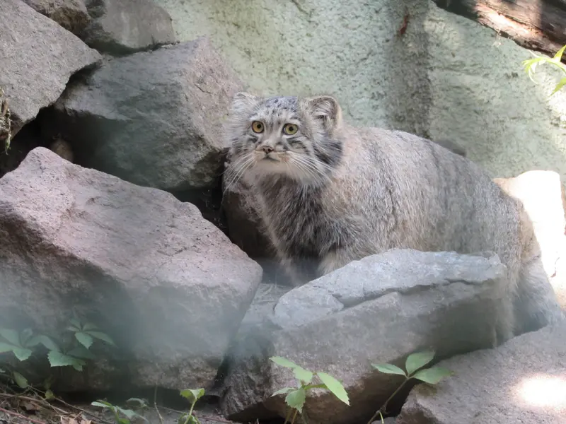 ブダペスト動物園・植物園のボリス Ⅱの写真