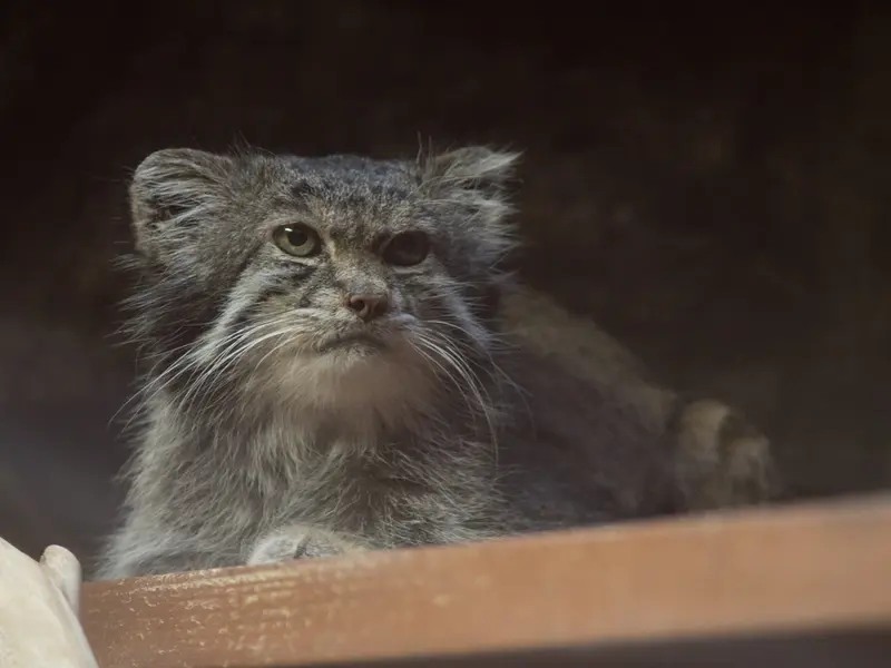 恩賜上野動物園のクリョンの写真