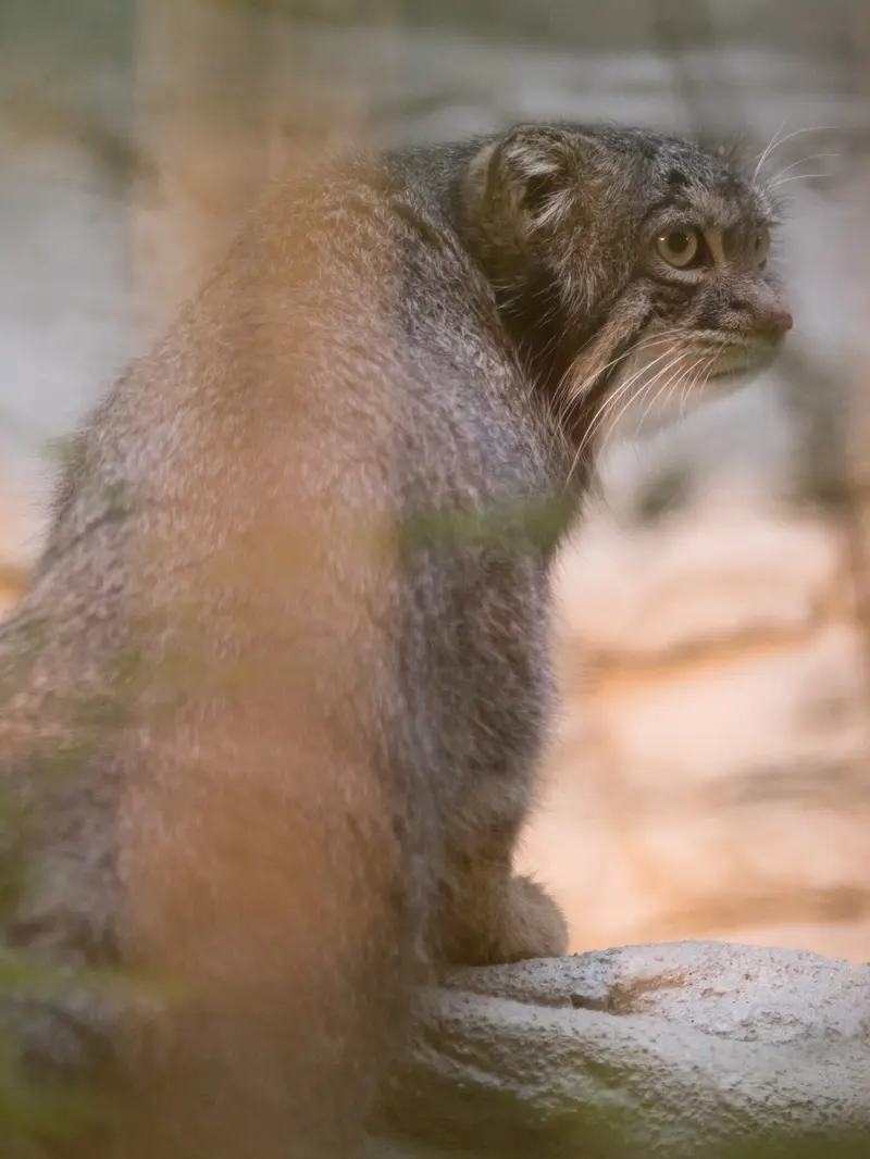 野毛山動物園のフィーガの写真