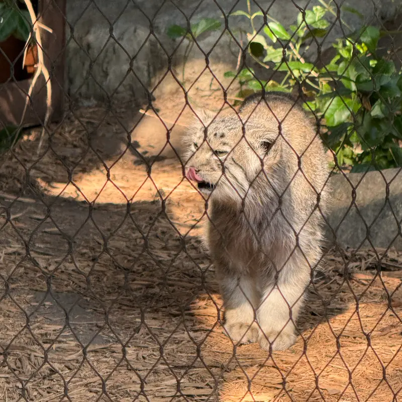 プロスペクト・パーク動物園のバトゥの写真