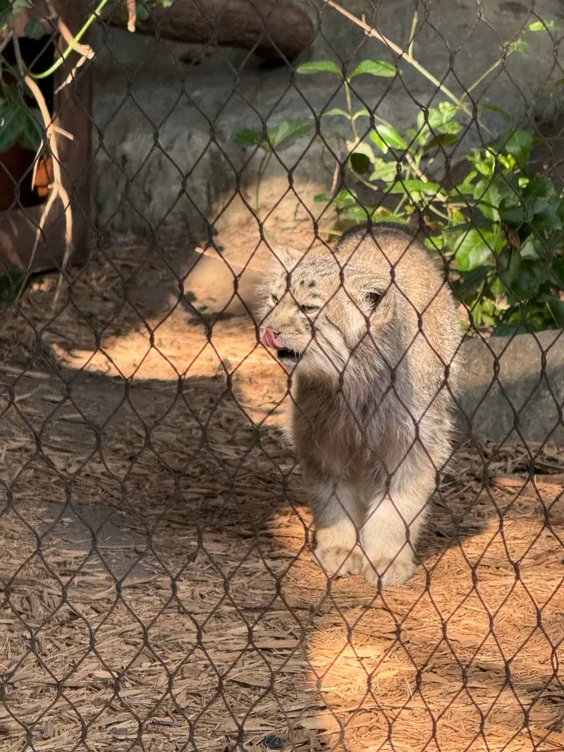 プロスペクト・パーク動物園のバトゥの写真