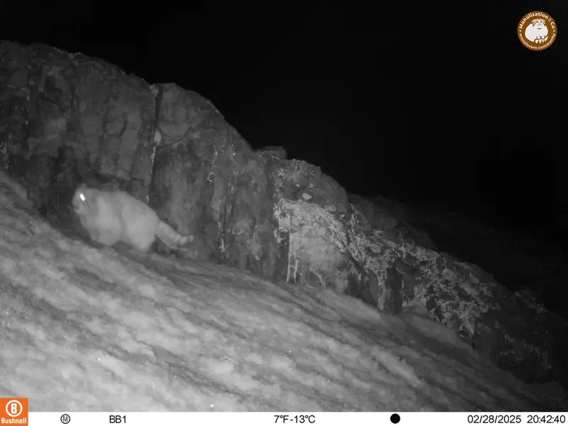 アクタス＝クンコラ［新］カメラトラップで撮影したOtocolobus manul manulの写真