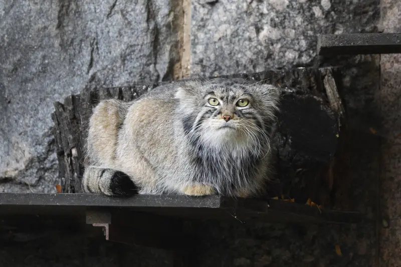 モスクワ動物園のティモフェイの写真