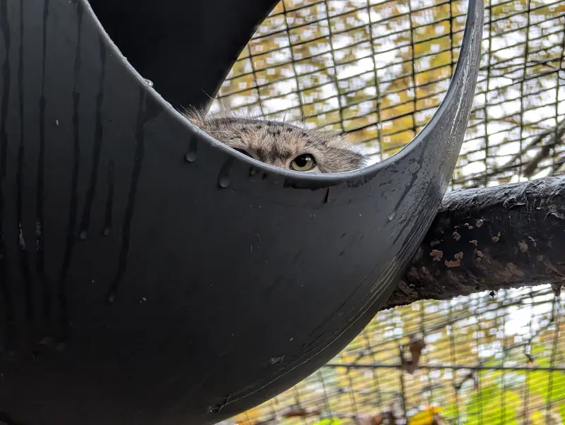 オグルベイ・グッド動物園のブリーの写真