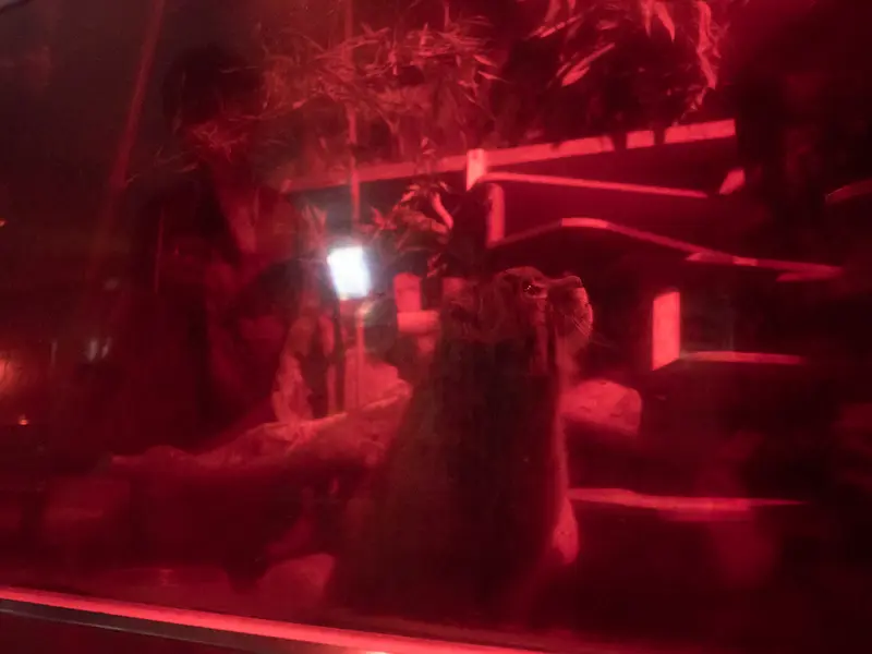 恩賜上野動物園のナイマの写真