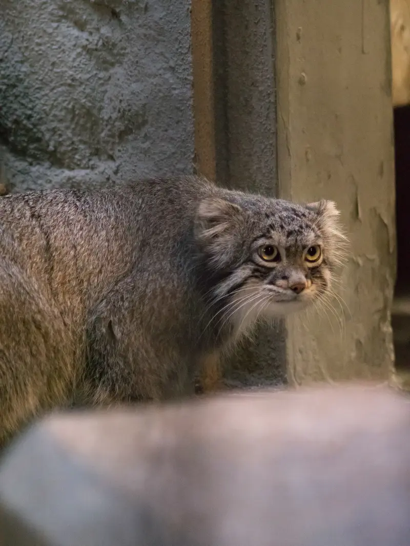 野毛山動物園のフィーガの写真