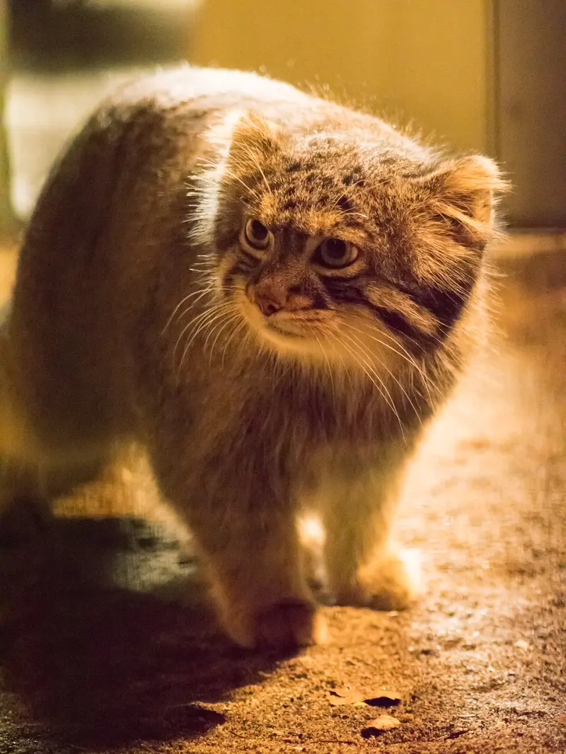野毛山動物園のフィーガの写真