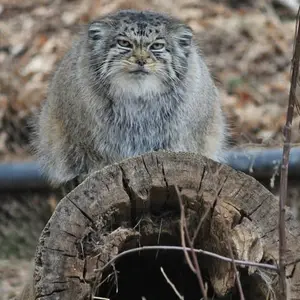 シャイアン・マウンテン動物園のナディアの写真