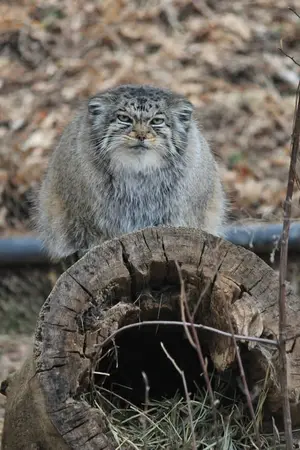 シャイアン・マウンテン動物園のナディアの写真